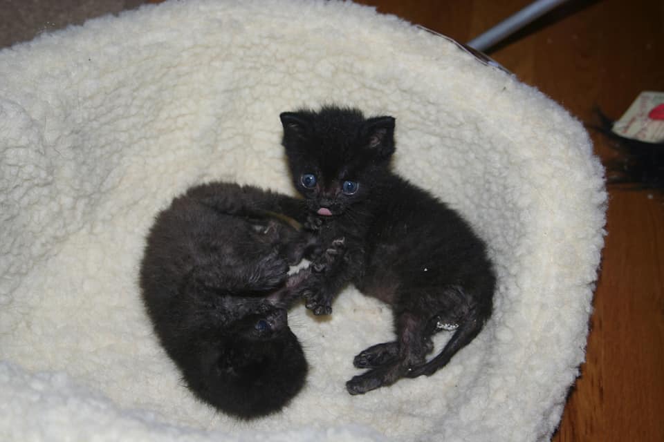 Two tiny kittens in a cat bed