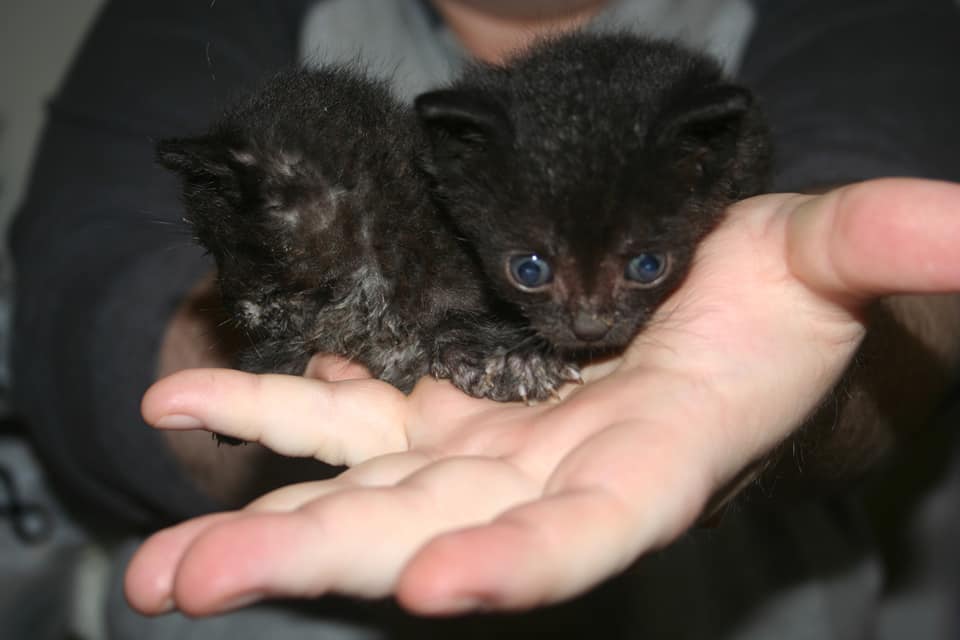 Two tiny, five-week old kittens in my husband's outstretched hands