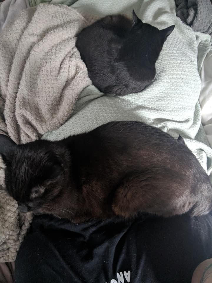 Two much-larger, ten-year old black cats snuggled on top of me